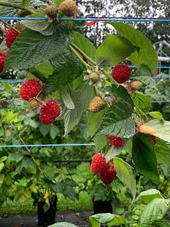 roughway-farm-smith-and-brock-rasberries
