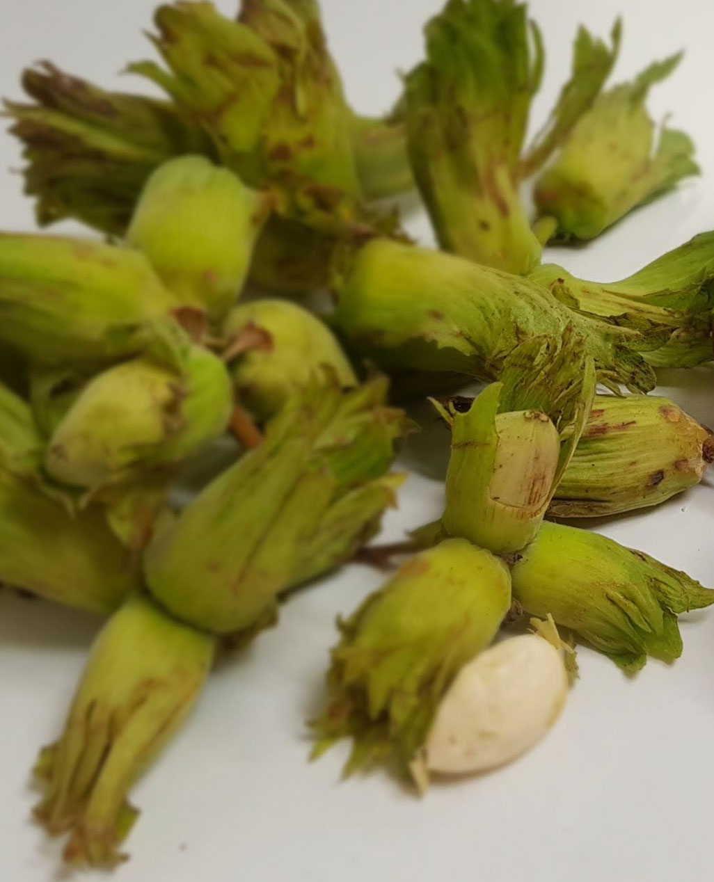 smith-and-brock-cob-nuts