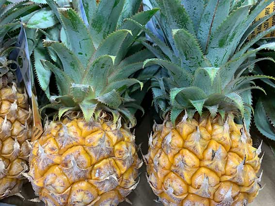 smith-and-brock-pineapple