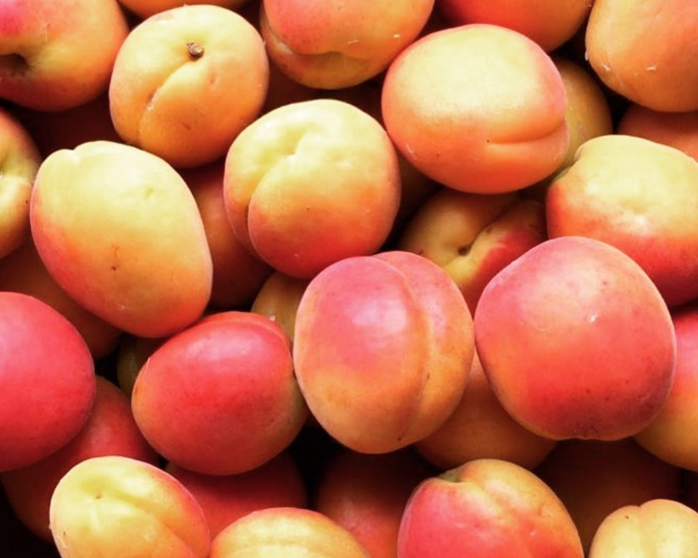 smith-brock-english-apricots