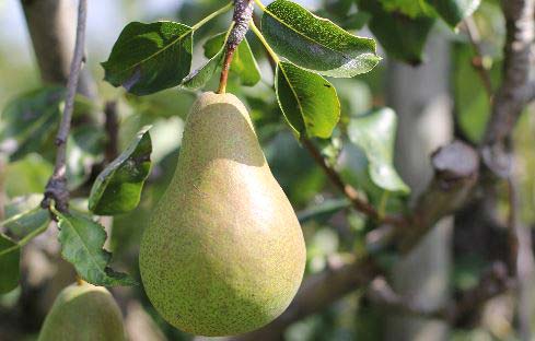 brogdale-pear-smIth-and-brock