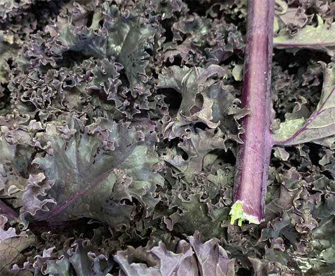 purple-kale-smith-and-brock