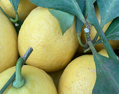 Italian-leafy-lemons-smith-and-brock