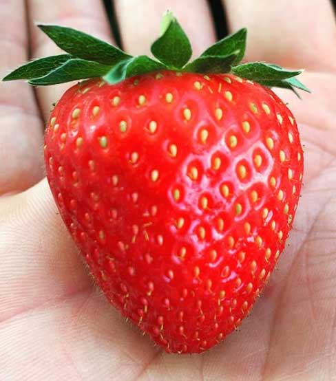 uk-strawberries2-smith-and-brock